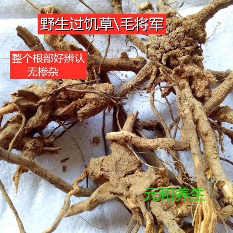 过饥草闽南白毛将军中草药土丁桂辛苦草羊耳菊根兔子耳朵乌根煲汤中