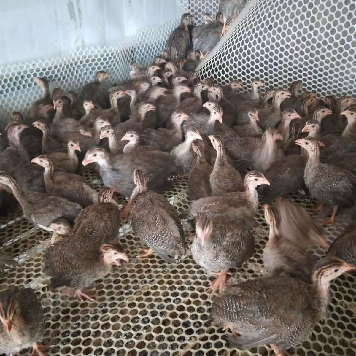 20天脱温珍珠鸡苗3到6两重 买4只 2只路损