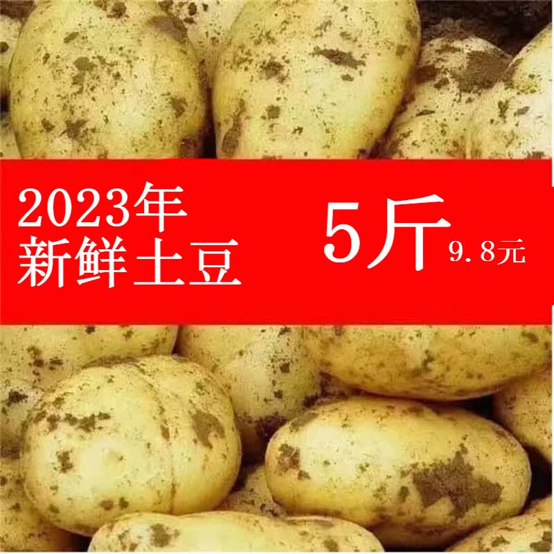 京营2024年云南高原现挖现发黄皮土豆洋芋马玲薯蔬菜农家正宗老品种 5