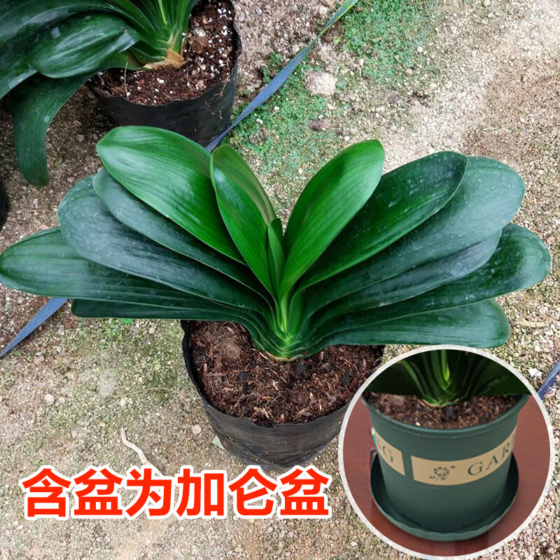 短叶 宽叶 圆头和尚 君子兰 盆栽小苗和尚头带花苞植物室内花花卉 主