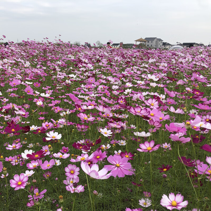 迈乐佳波斯菊花籽格桑花花种籽子七彩四季播种开花室外易活野花组合种
