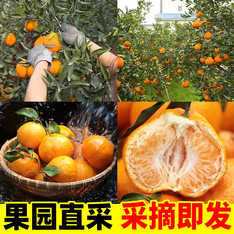 泰汇吃 【JD快递】四川春见耙耙柑 新鲜现摘橘子 应季时令水果柑橘 净4.5斤【70-75MM】2件合发8.5斤