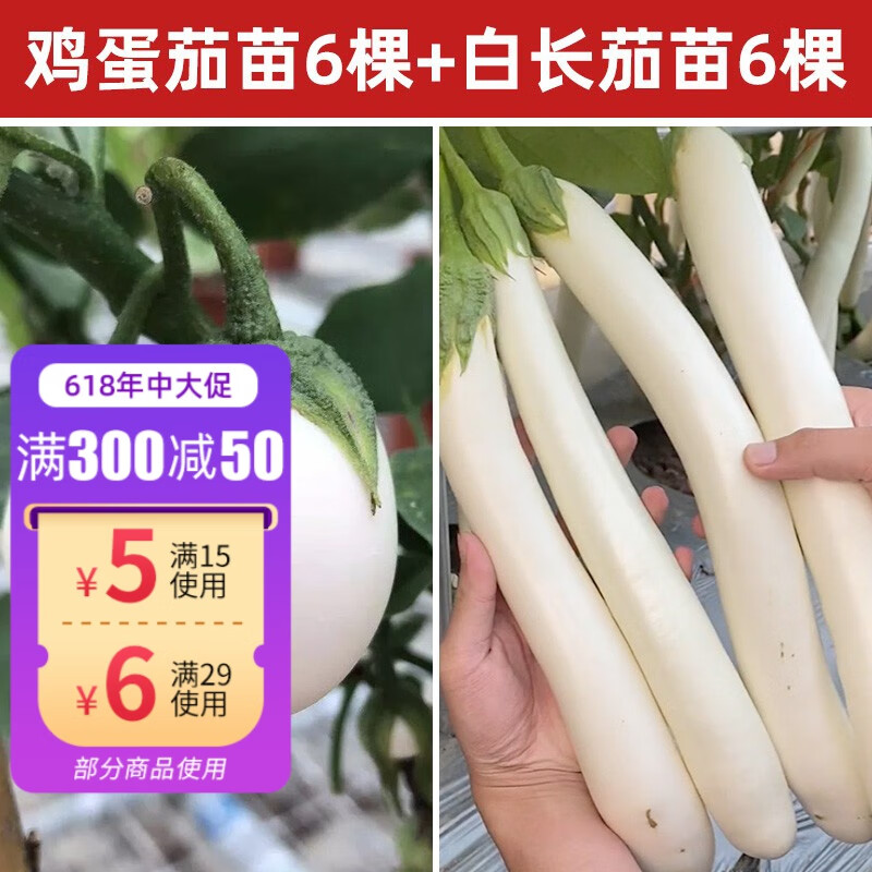 神禾 白茄子种子苗种苗鸡蛋茄春季秧苗蔬菜苗阳台盆栽寿光 鸡蛋茄苗6