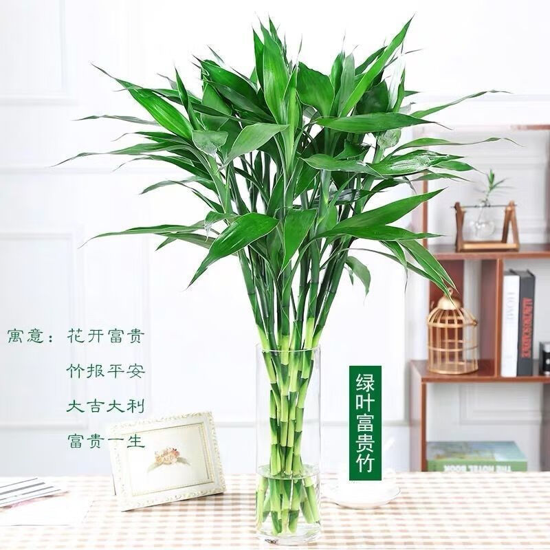 【精品绿植】富贵竹水培植物花观音竹花卉盆栽办公室绿植室内净化空气水养 绿竹60厘米1颗-(不划算)