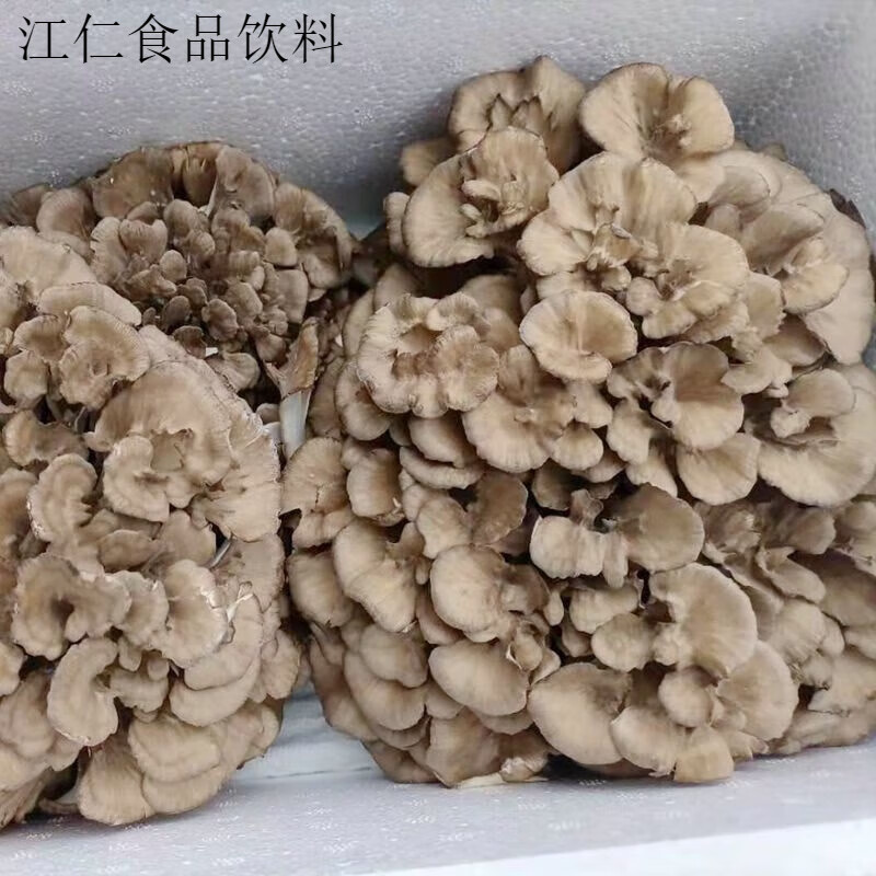 盘中玉新鲜舞茸灰树花新鲜栗磨食用菌蘑菇补品养生免疫散装高品质
