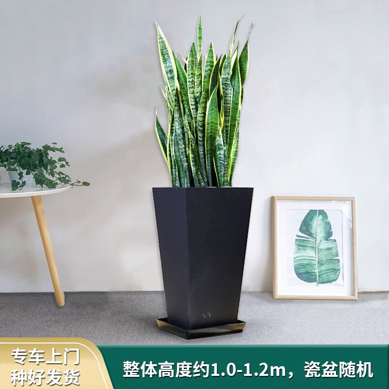 电商大型绿植价格变化查询|大型绿植价格历史