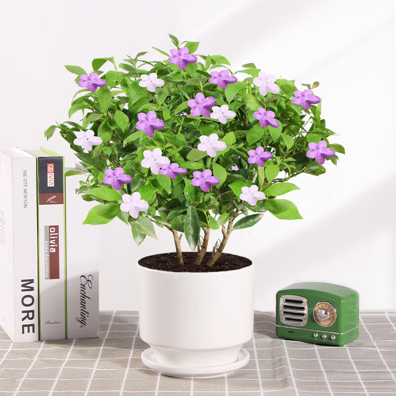 雨花蝶【带花苞】四季开花双色茉莉花盆栽老桩鸳鸯茉莉花盆栽独杆大花