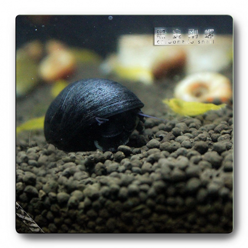 泰国纯种黑金刚螺观赏螺除藻工具杀手斑马彩蛋宠物淡水草缸造景 3只