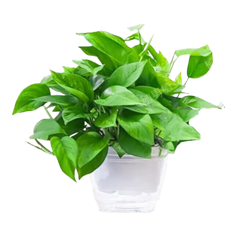 ֲ��ֲŮ����ֲ���������ڰ칫�һ�����ֲ��Ҷ�����ļ�����С�辰Դͷֱ��