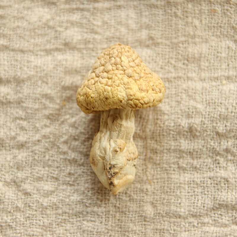 虎钢馋青海特产祁连山皇菇黄蘑菇小黄菇干货钉子菇煲汤香菇蘑菇新鲜