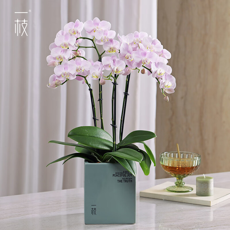 那个网站可以看花卉历史价格|花卉价格历史