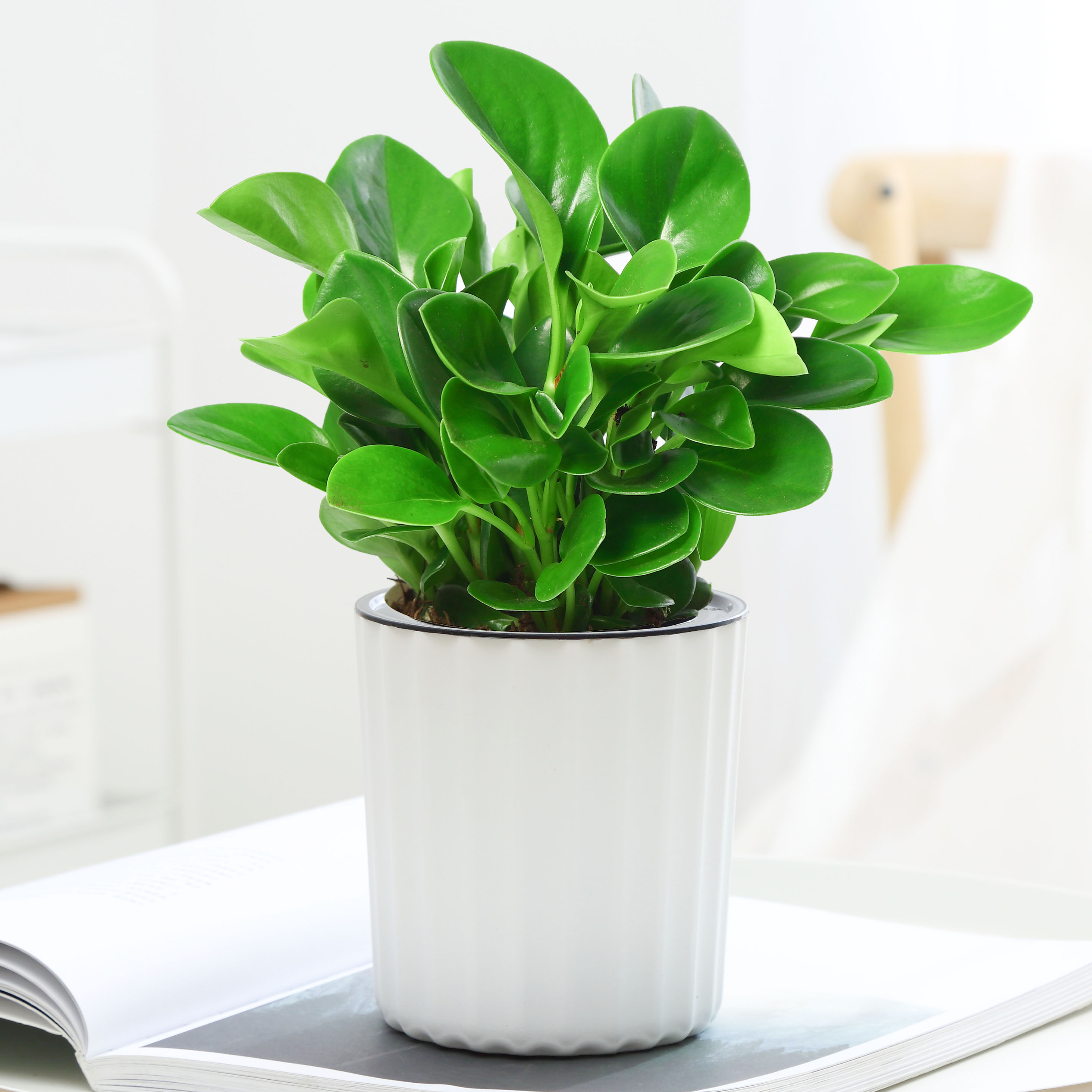 特价抢购盆栽植物壮苗【青叶碧玉】净化空气可水培.