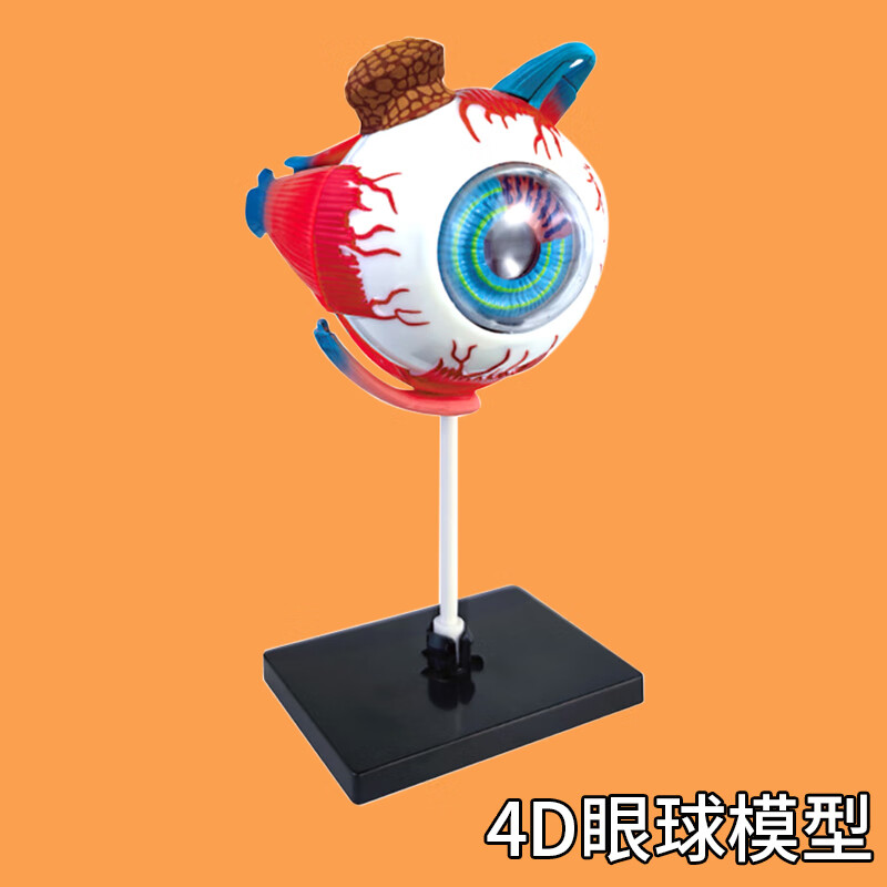 人体眼球模型可拆卸组装diy制作眼珠五官科眼球结构解剖教学用仪器