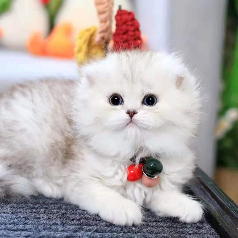 double yellow金吉拉小猫 纯种猫咪活体  宠物猫 幼崽 幼猫家养 动物