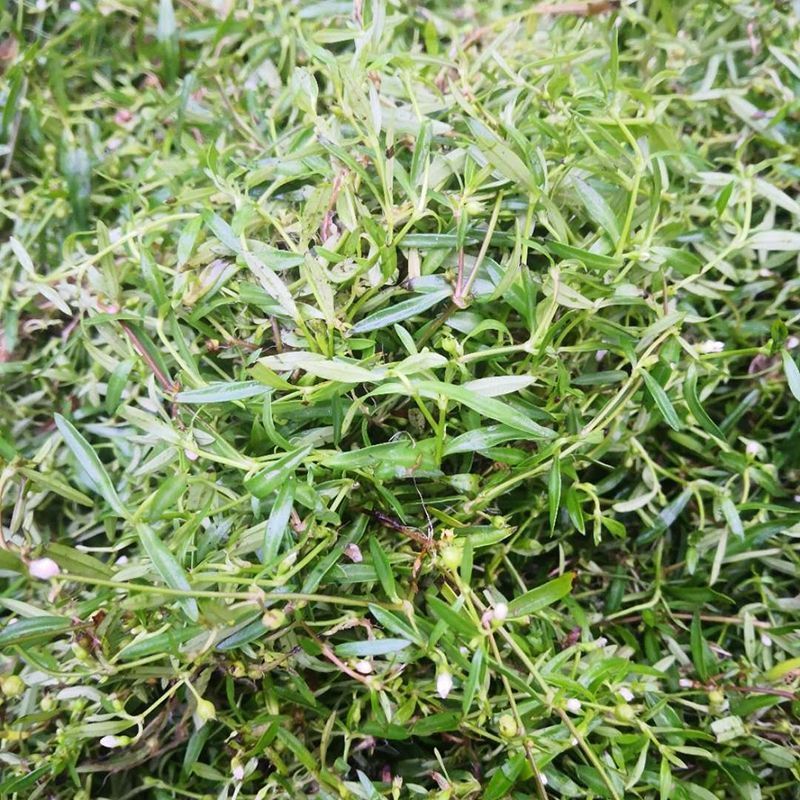 农家新鲜白花蛇舌草 百花蛇舌草中草药材 野生蛇利草 蛇总管 新鲜大号