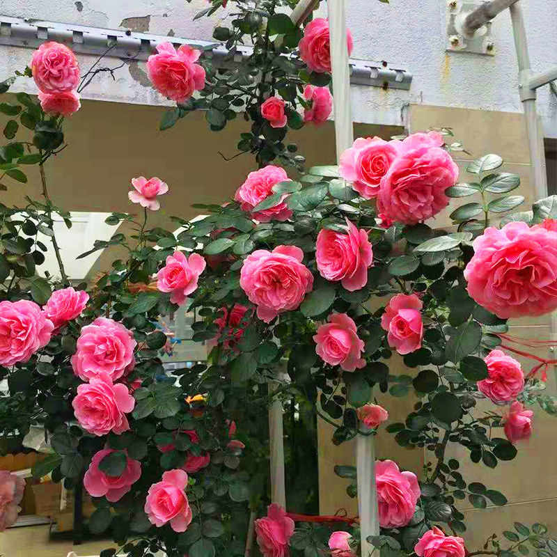 四季开花月季花大花老桩花卉盆栽 御用马车 3年苗( 有机肥 生根粉)