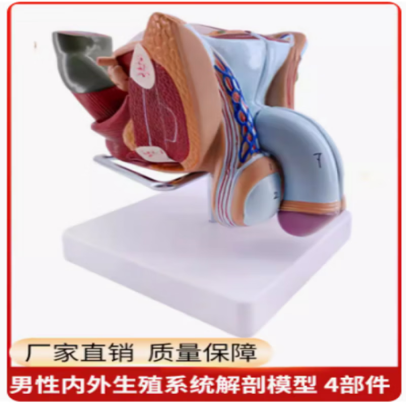 睾丸模型教学仿真男性生殖器泌尿标本内外生殖器睾丸解剖模型教具