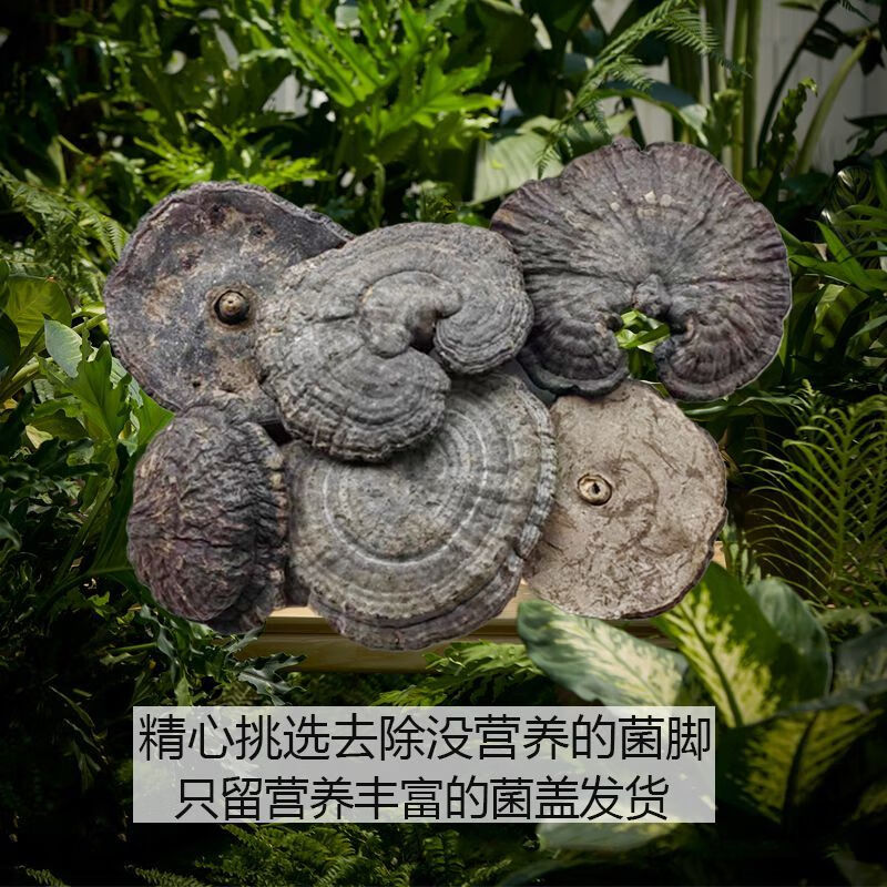 野生灵芝黑灵芝香血灵芝深山采摘乌芝灵芝片泡茶煲汤泡酒料 野生香血