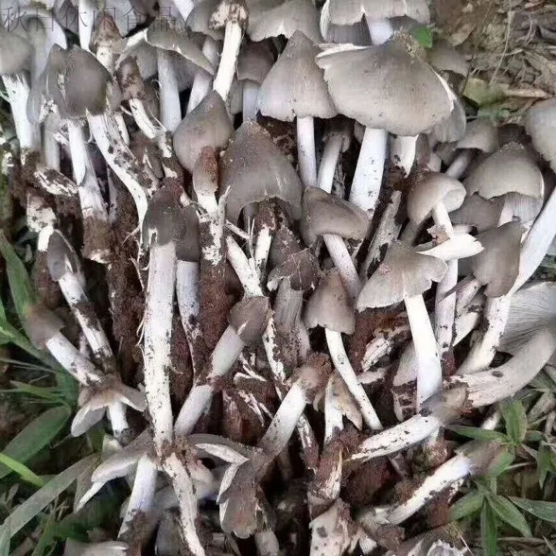 朝福美朝福云南鸡枞菌种子伞把菇三塔菌菌菇包云南野生菌鸡枞菌包三八