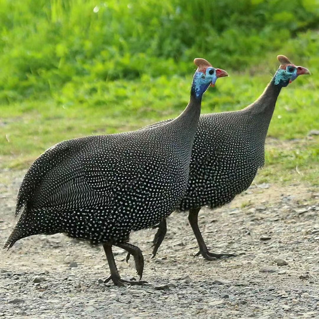 皓谦 珍珠鸡农场粗饲散养下蛋鸡2年走地鸡现杀现发速冻节日珍品礼盒