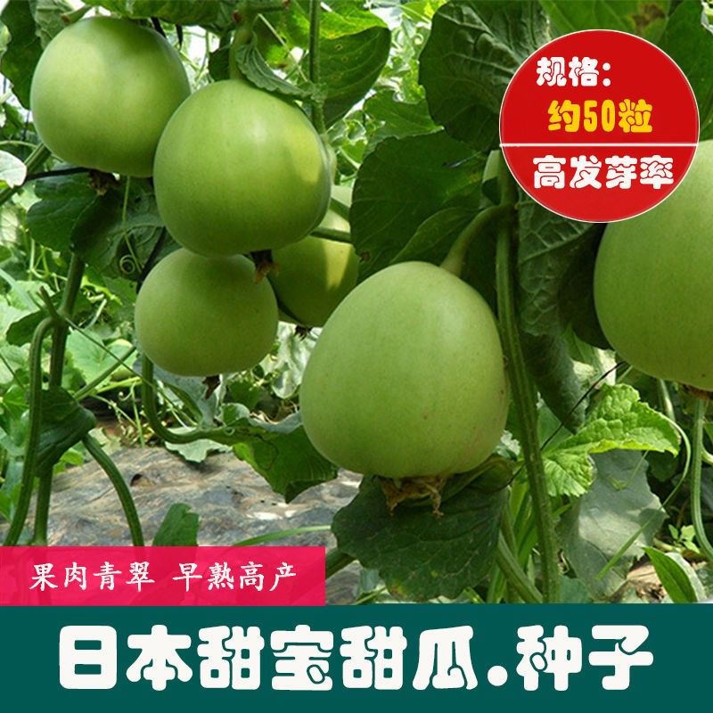 春枝韵日本甜宝甜瓜香瓜子种 绿色青皮甜瓜农家易种植高产早熟水果籽