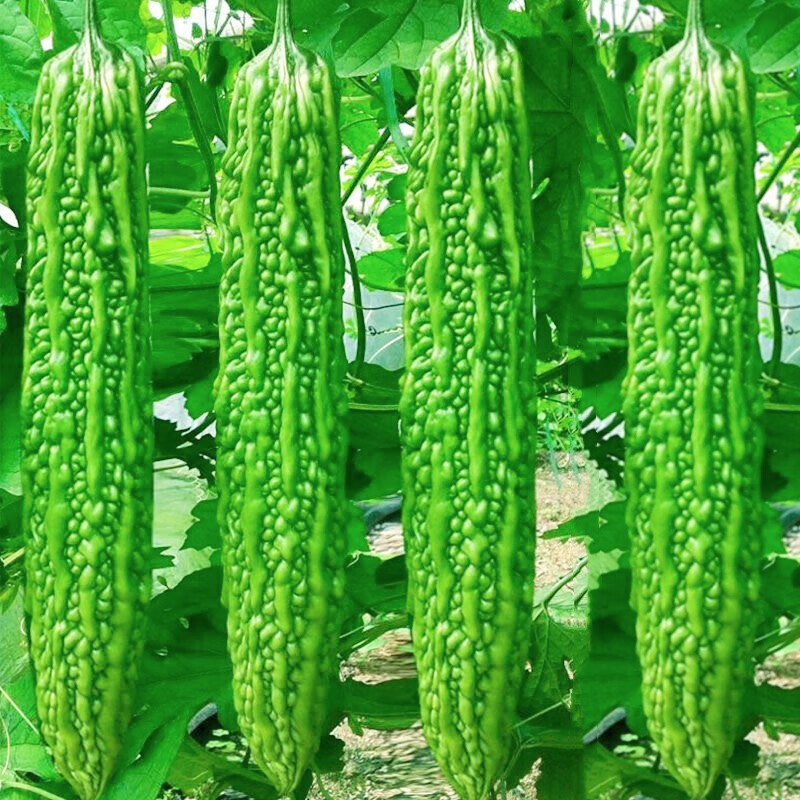北蔬 长苦瓜种子早熟秧苗 春天蔬菜种子 良苦1号苦瓜种子 20粒/袋 肥