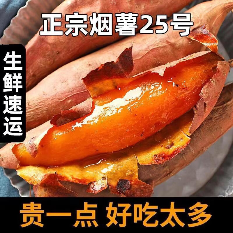陇原红山东烟薯25号4.5斤