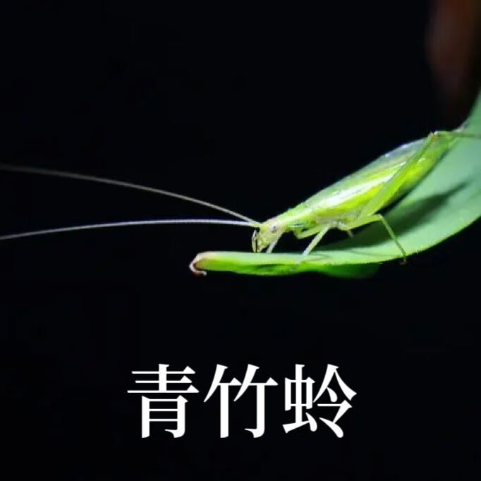 青竹蛉包活叫声好竹蛉活体竹铃鸣虫听叫虫宠物竹蛉包活鸣虫活虫 人工
