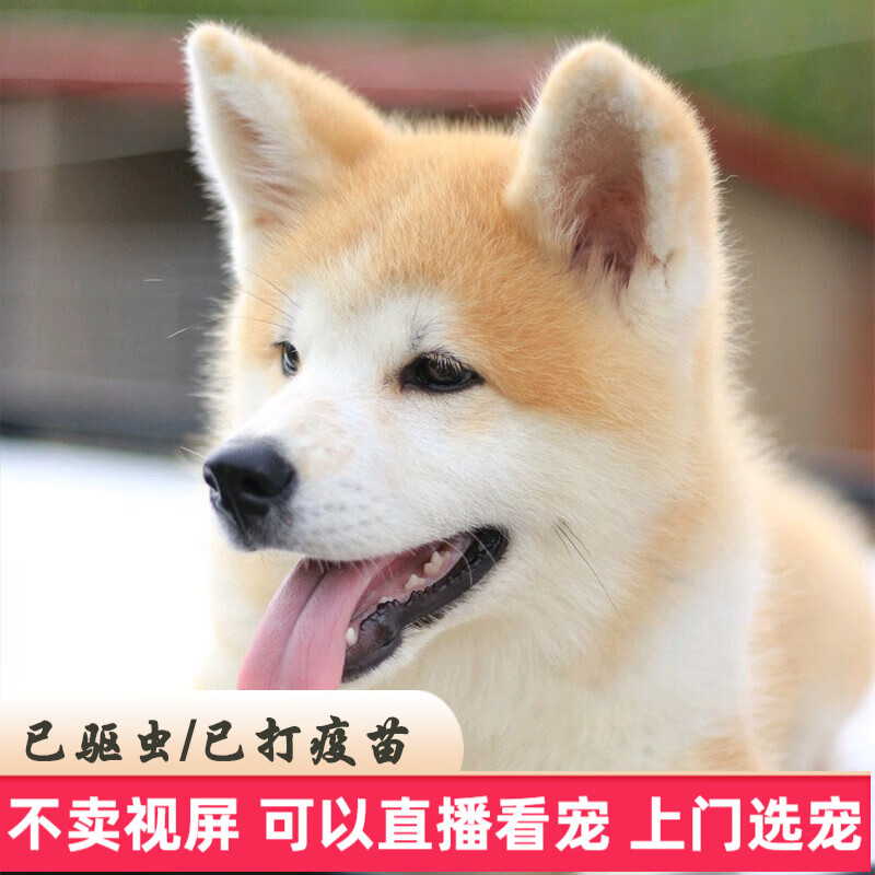 【60天质保】纯种宠物狗狗秋田犬活体日本秋田犬幼犬幼崽秋田犬幼犬