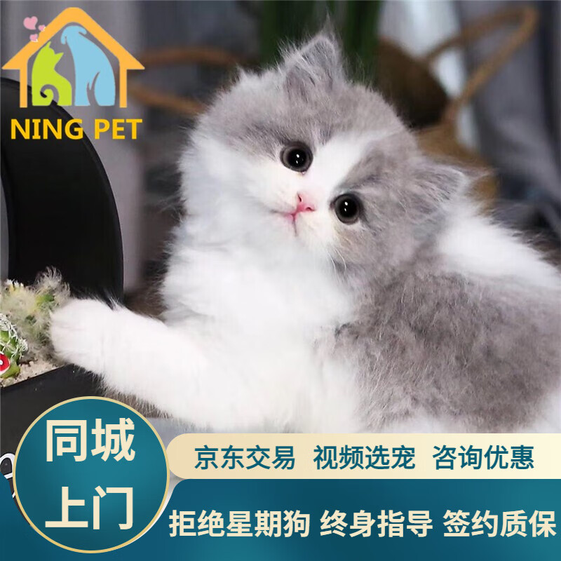 宁宠 蓝猫幼崽英短蓝猫幼猫活体蓝白宠物猫咪折耳猫小猫活猫银渐层