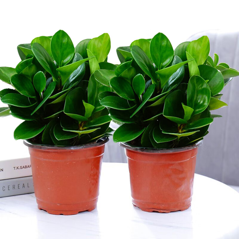 格調(diào)生活豆瓣綠碧玉紫砂中式陶瓷盆室內(nèi)電腦桌小寶貝四季常青好養(yǎng)活辦公室 兩盆碧玉、原盆原土+肥料