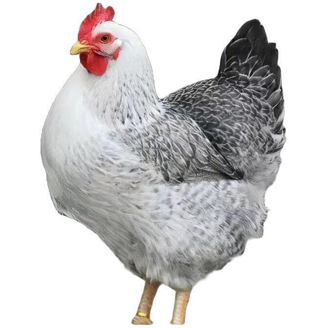 纯种芦花鸡半斤大种幼崽黑芦花鸡活体半大汶鸡幼苗白活物批发养殖