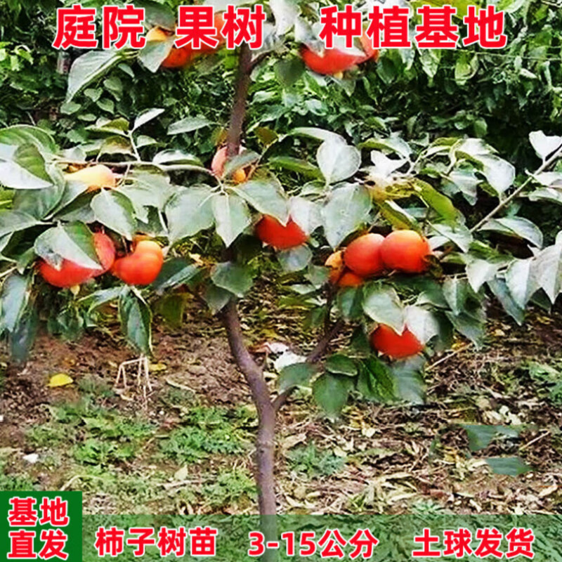方种植火晶富平无核脆甜柿子树苗 富平柿子3公分《当年结果》土球发货