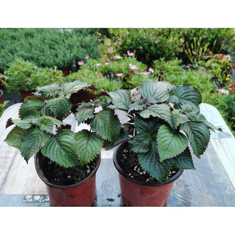 素蜜紫苏盆栽可食用办公室绿植鲜活香草野生去腥新鲜苏子叶带盆紫苏苗