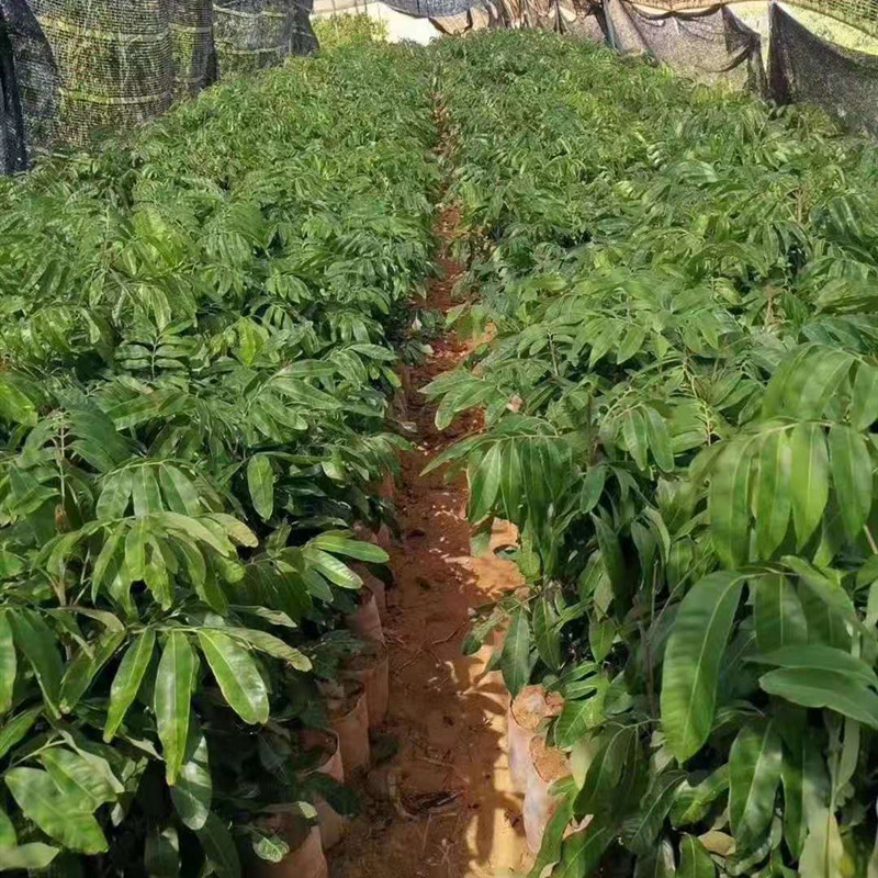 京佳乐四季龙眼苗 桂圆树苗 龙眼树苗 石夹龙眼苗 储良龙眼苗 龙眼树