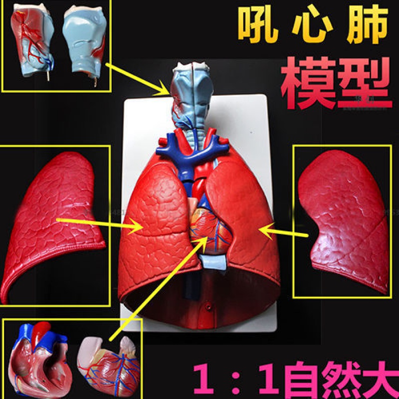 医院用呼吸教学模型喉咙心脏肺部呼吸道解剖模型医学胸腔器官
