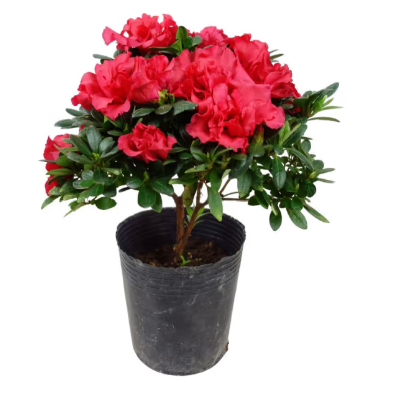 醉花春 杜鹃花苗 红色 粉色 紫色 红双喜 五宝杜鹃 四季开花盆栽花卉