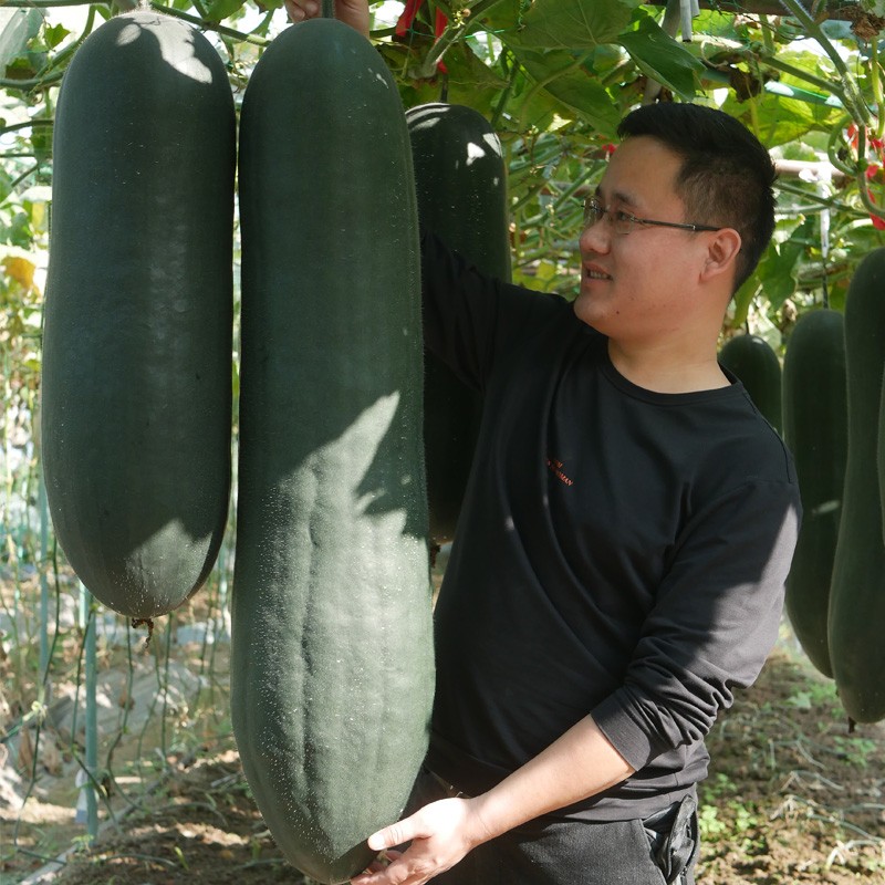 大禹 黑皮特大冬瓜种子苗吊瓜种籽良种北方菜瓜家庭种植 黑皮大冬瓜