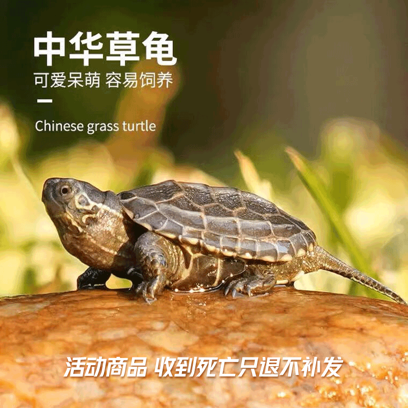 易萌 黄金巴西龟活物炫彩龟小乌龟活体宠物龟半水龟招财龟草龟 草龟2-3cm 1只怎么看?