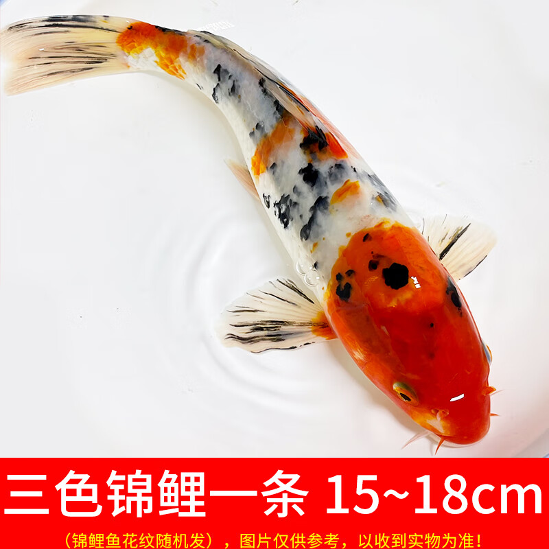 观赏鱼锦鲤活体冷水鱼淡水鱼红草金鱼大型好养耐活鱼红鲤鱼小锦鲤 15