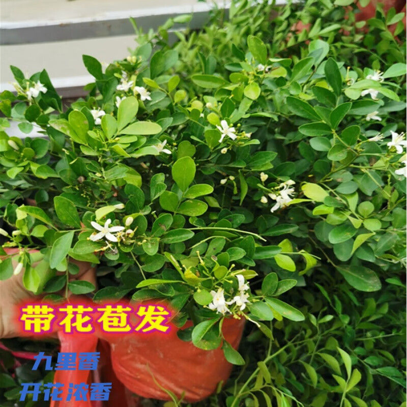 萌妹九里香盆栽花卉植物盆景室内绿植驱蚊四季青七里香带花苞浓香 掌柜5年苗(带花苞发) 不含盆