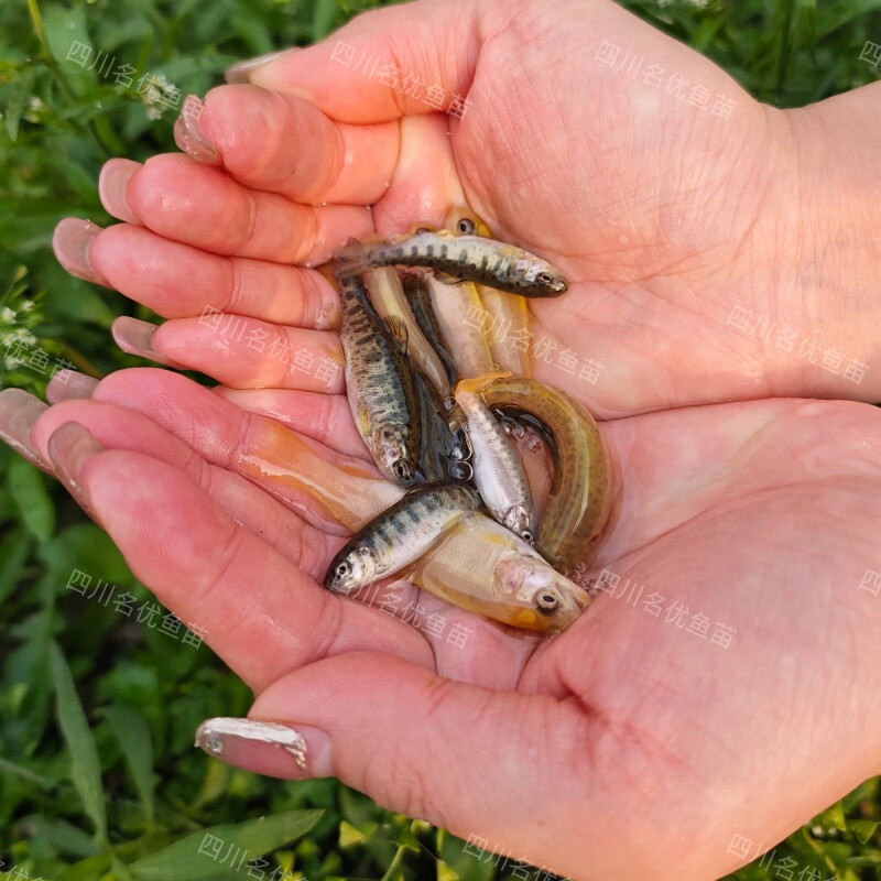 虹鳟鱼金鳟鱼淡水苗三文鱼冷水凶猛鱼淡水养殖食用鱼高山溪流鱼 虹鳟