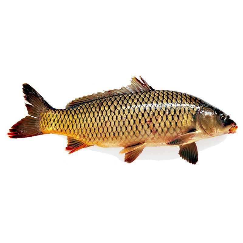 皓谦活鱼鲤鱼批发火锅食材大鱼鱼活物鱼肉淡水鱼活体年货送礼品 鲤鱼