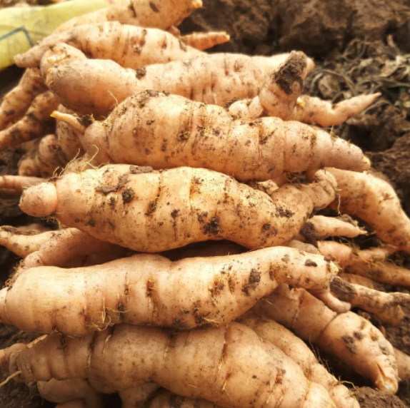 北京同仁堂原材料】鲜地黄汁正宗焦作新鲜帝皇生地髓汁下单现榨农家