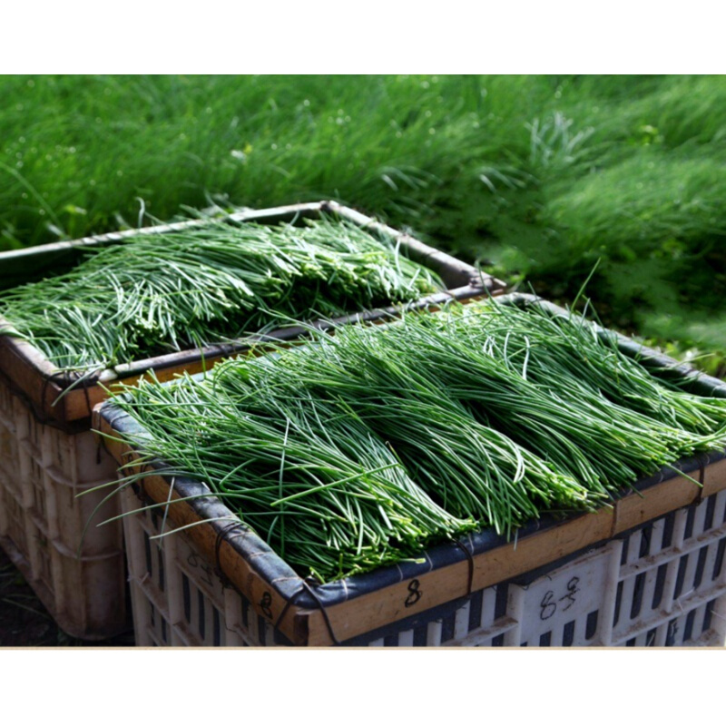 宜享健康民勤特产新鲜沙葱蔬菜野菜下饭菜野葱5斤装防冻保温