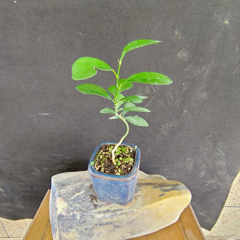 碧候兰园小金豆盆栽人工播种原生苗非嫁接盆景小金桔观果种植盆栽室内