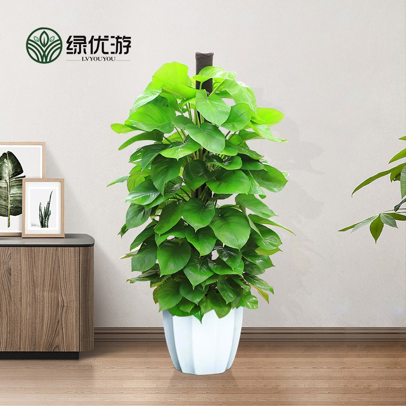 大型绿植历史价格查询京东|大型绿植价格比较