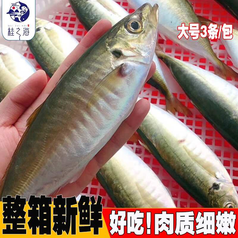 桂之海 桂(GUIZHIHAI)北海巴浪鱼鲜活冷冻海杂鱼新鲜海捕去鳞去鳃去内脏池鱼深海鱼海鲜 5包大号【4-5条/包】净重4斤