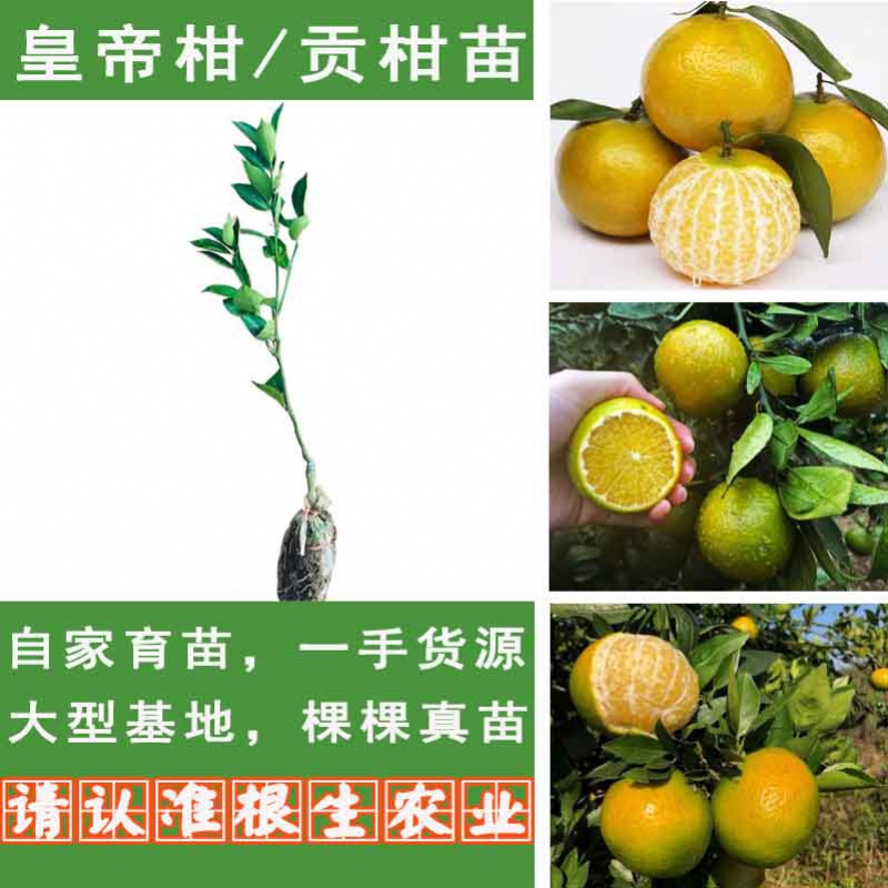 战长沙正宗皇帝柑树苗嫁接贡柑果苗盆栽地栽阳台庭院南北方品种种植