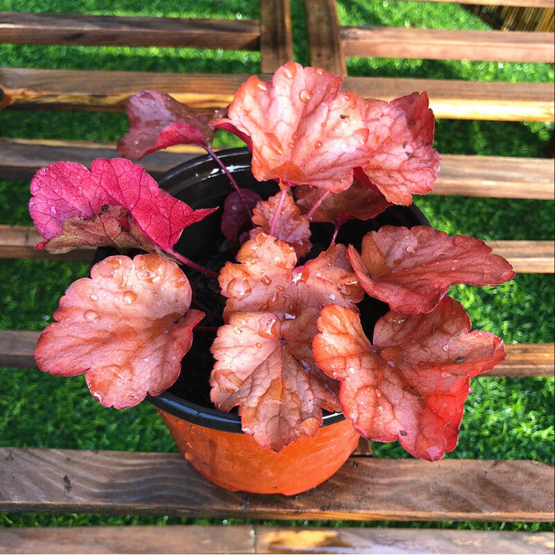 耘沫胭矾根盆栽室外阳台耐寒耐荫花卉花园的调色盘四季观叶植物 矾根